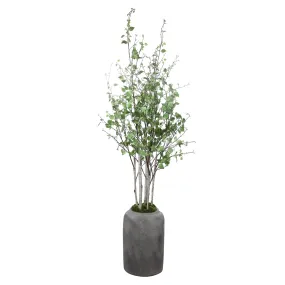 ALDIS POTTED RIVER BIRCH