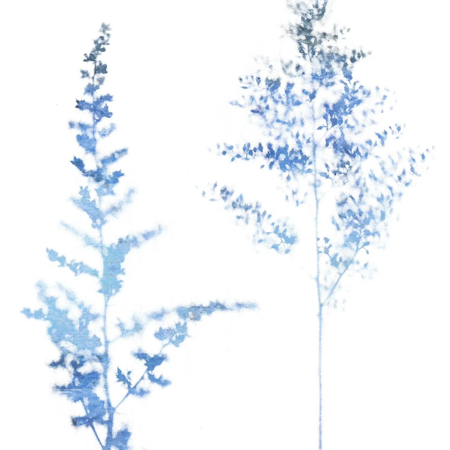 Blue Wildflower