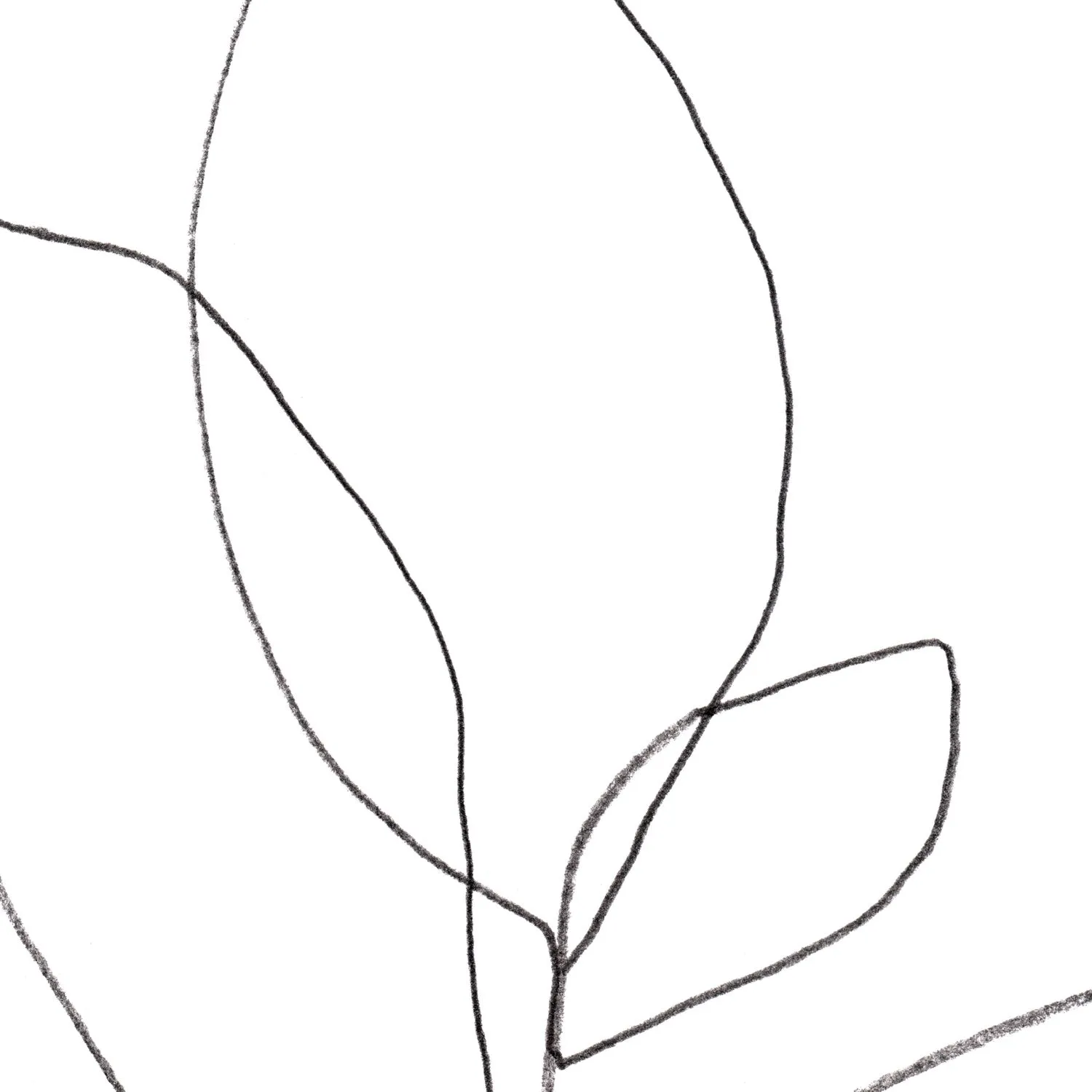Minimalist Plant