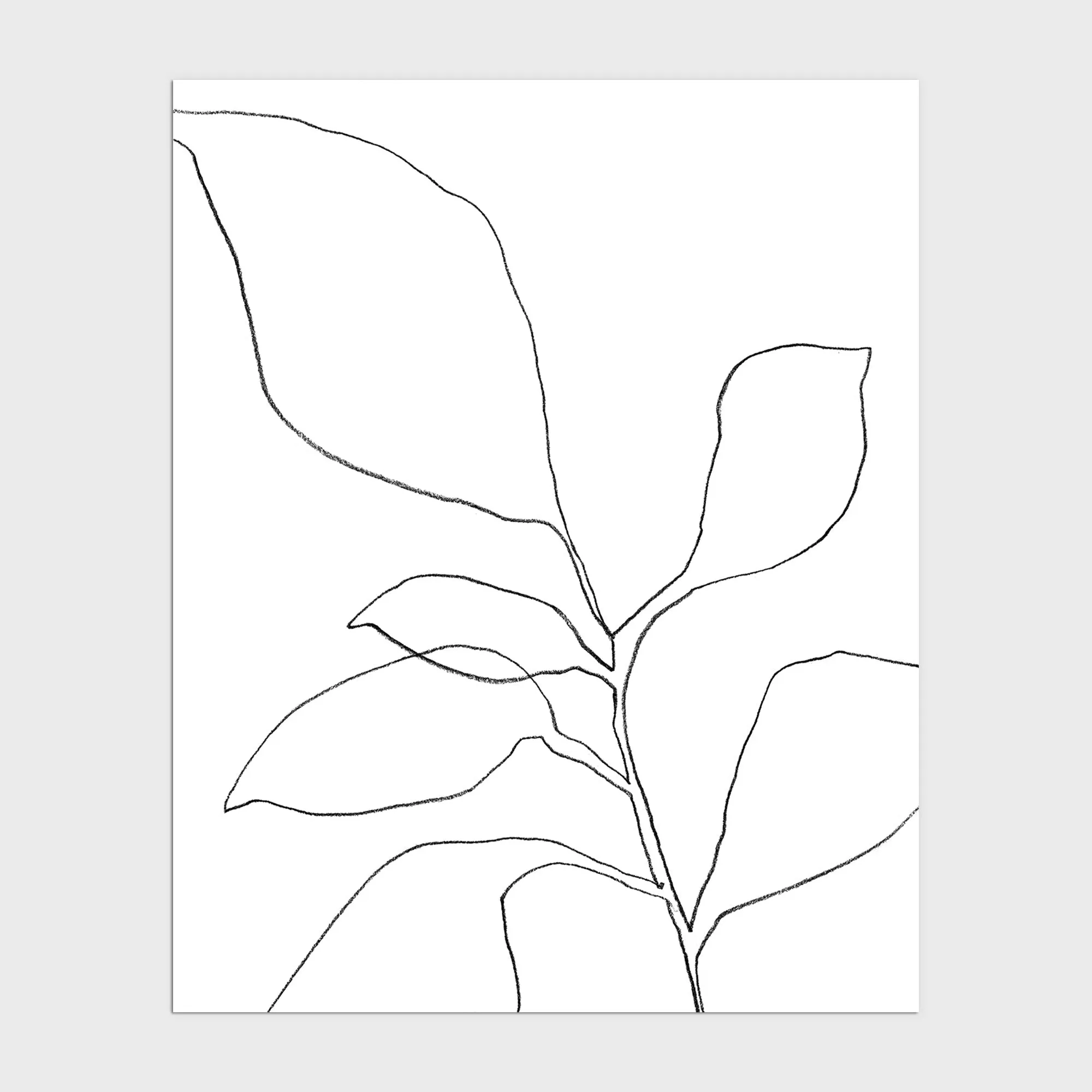 Six Leaf Plant
