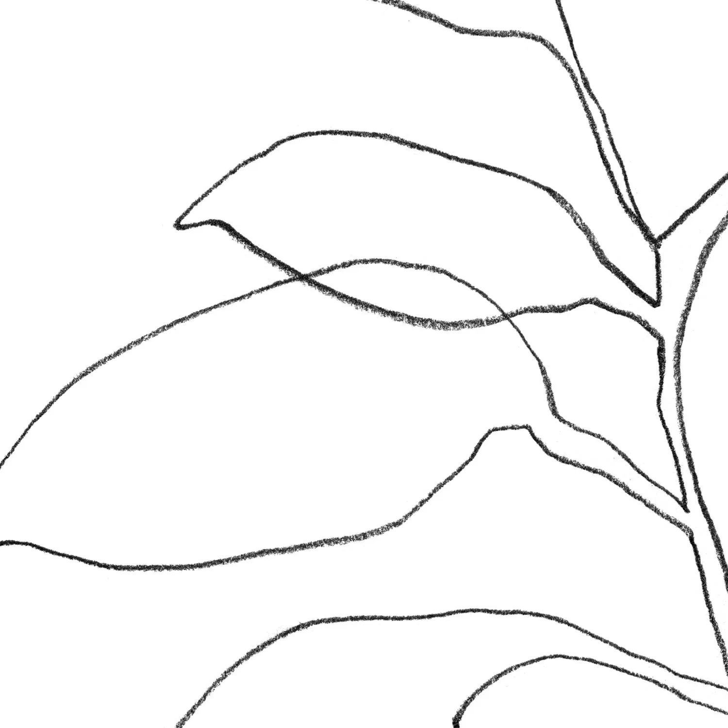 Six Leaf Plant