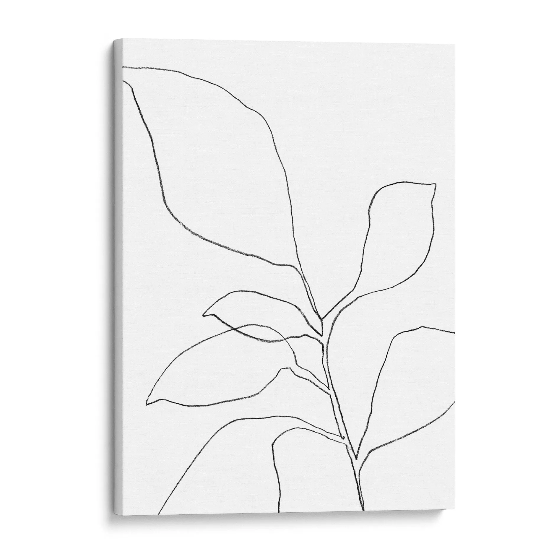 Six Leaf Plant